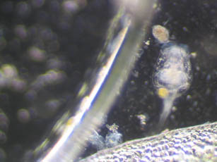 Rotifer - small image