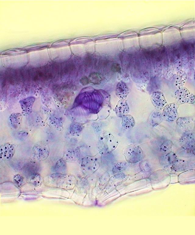 aptenia leaf