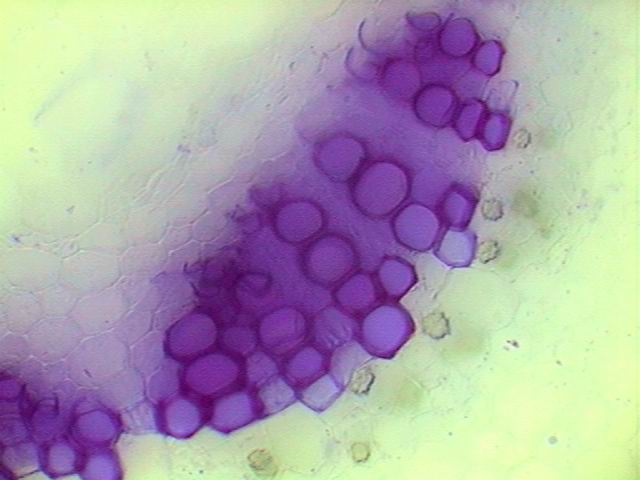 vascular bundle