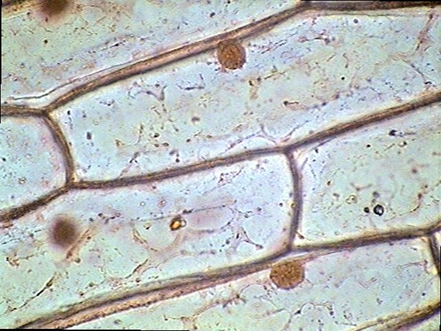 Microscope Slides On Line Use the fine adjustment knob to focus on the cells 