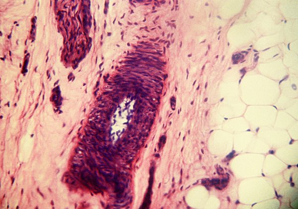 microscope image processing