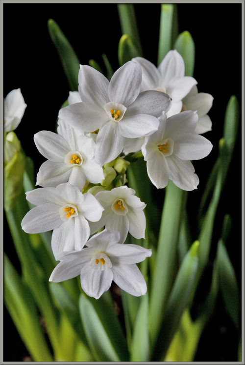 close up view of the paper white narcissus narcissus tazetta paper 