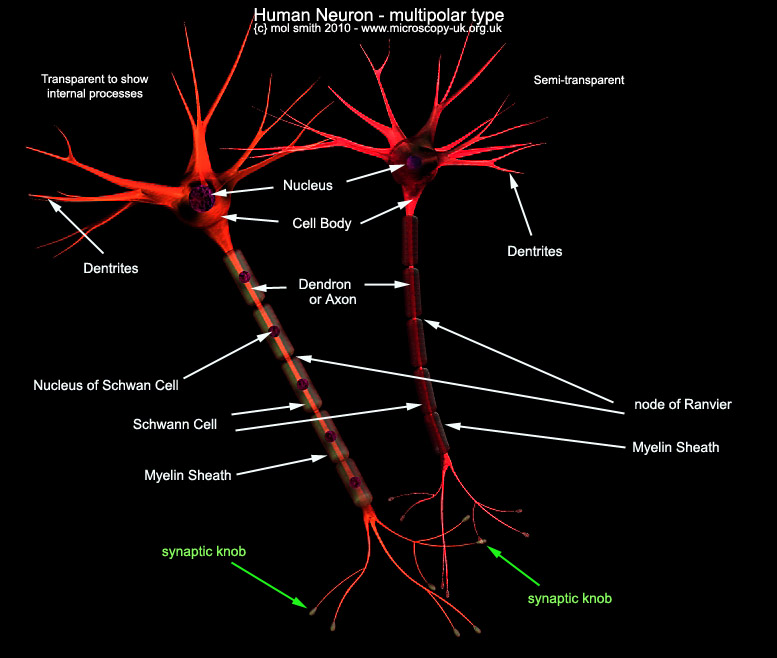 Human Cells