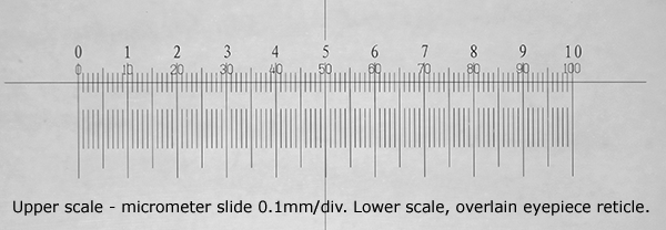 Microscope Micrometer Precise Calibration Slide Measuring Scale Reticle 6 