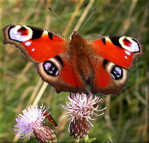 Butterfly Genus Species - Peacock