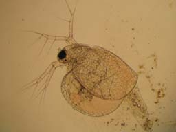 Ceriodaphnia