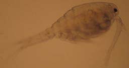 Copeopod