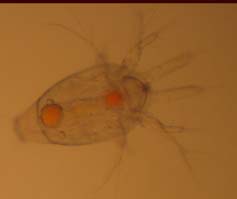 Copeopod nauplius (larvae)