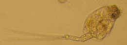 rotifer (Scaridium)(full length)