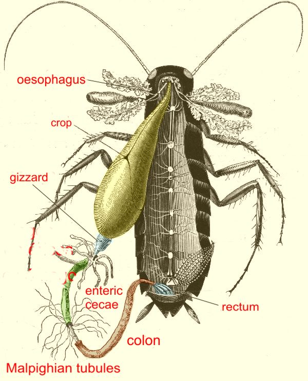 excretory system of cockroach