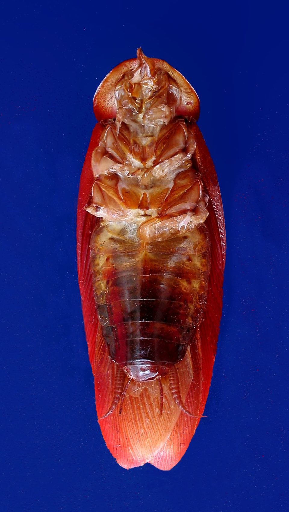prepared cokroache 01 - parasites 3