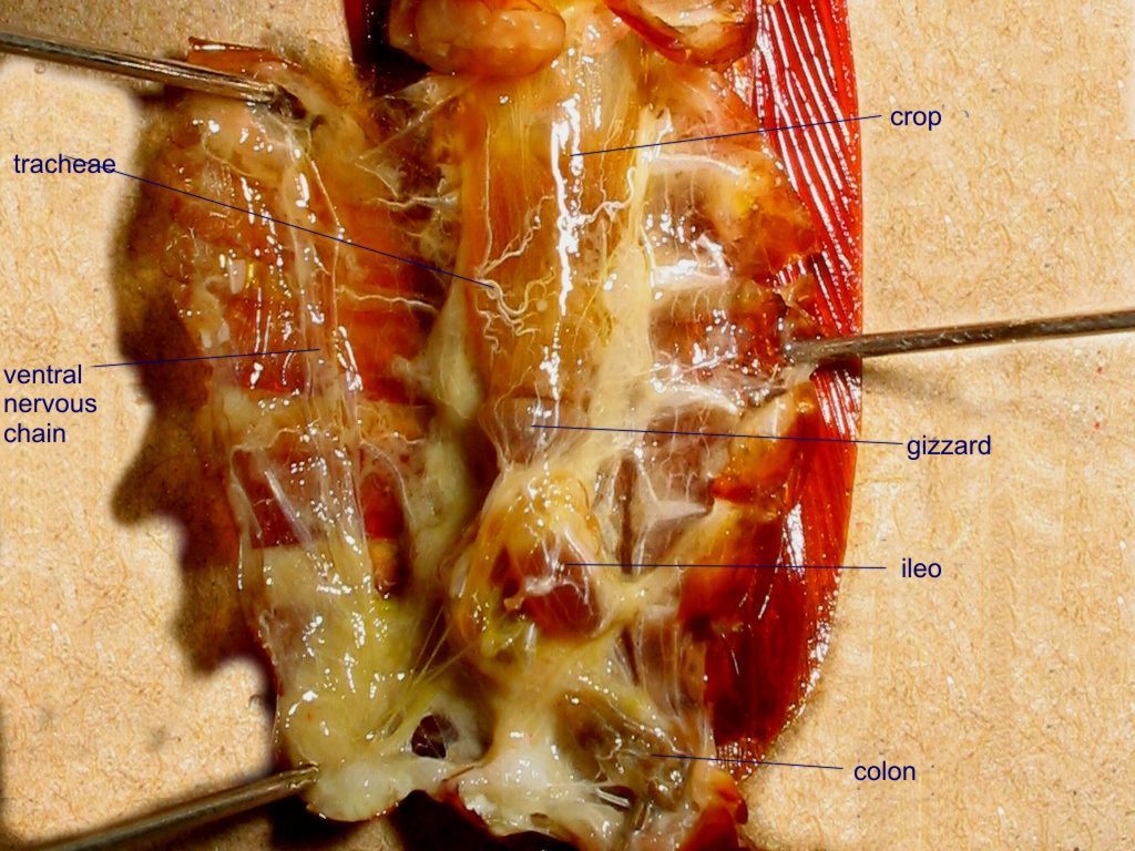open abd. labeled 05 - parasites 3