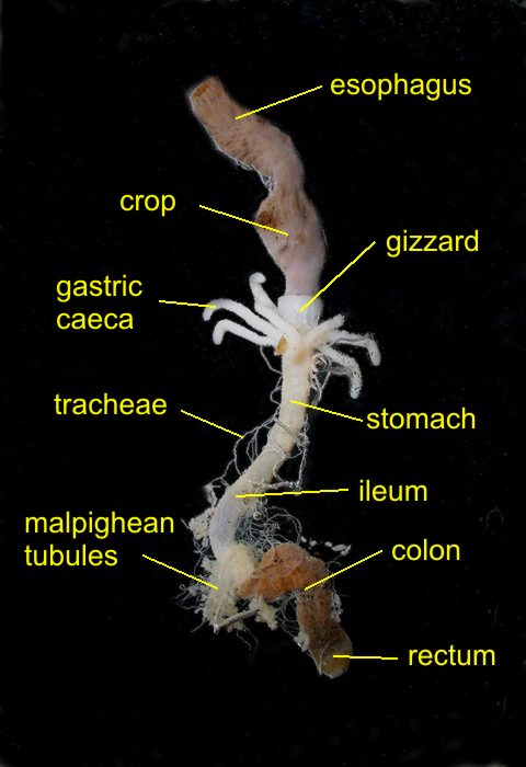 cockroaches parasites 3