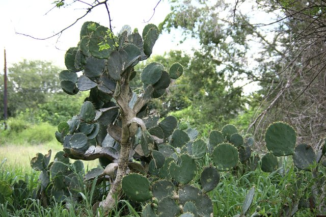 Plants Cactus