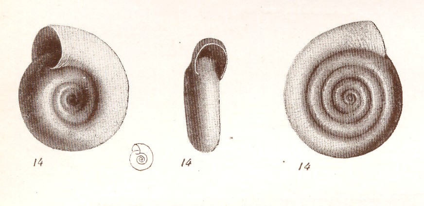 005 -planorbis