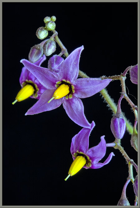 Flowering nightshade cheap