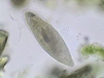 fixed paramecium