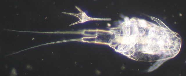 Copeopod 100x dark field