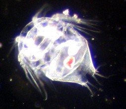 Juvinal Copeopod 100x dark field