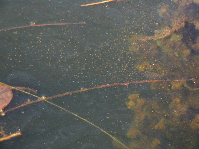 Cloud of daphnia in pond