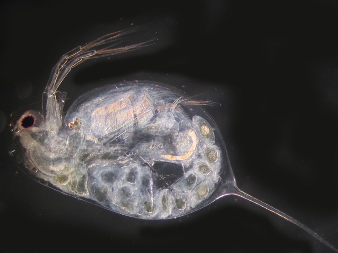 Daphnia rosae 40x dark field