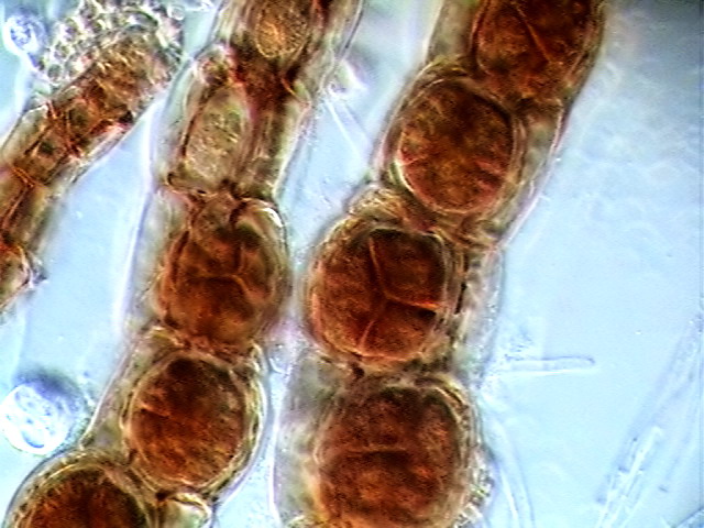 polysiphonia sp