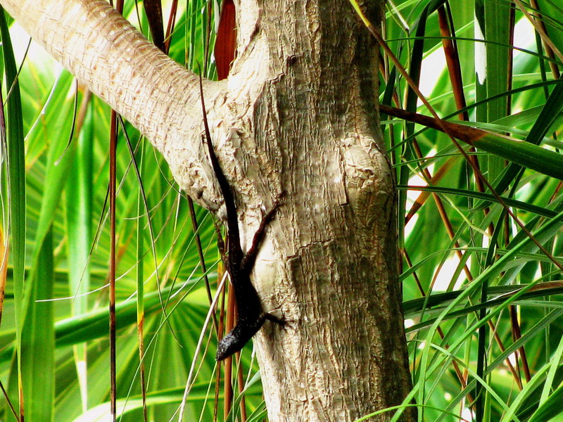 male anolis