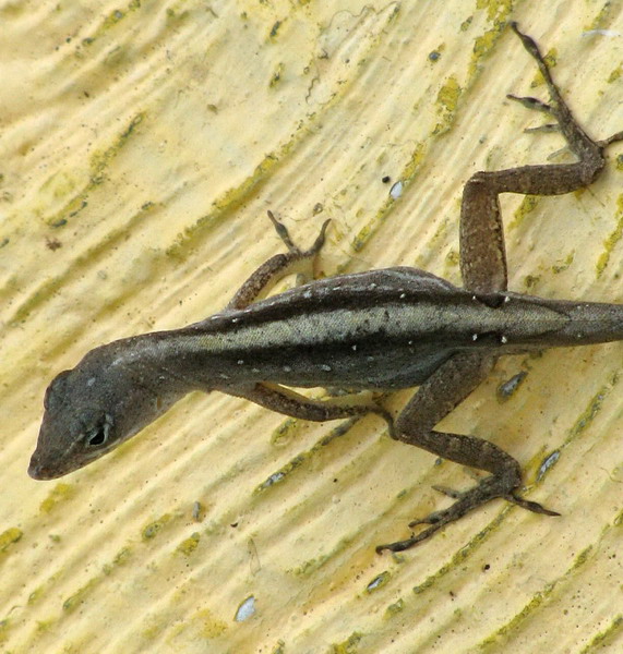 female, dorsal