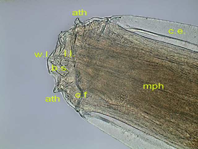 male head, labels