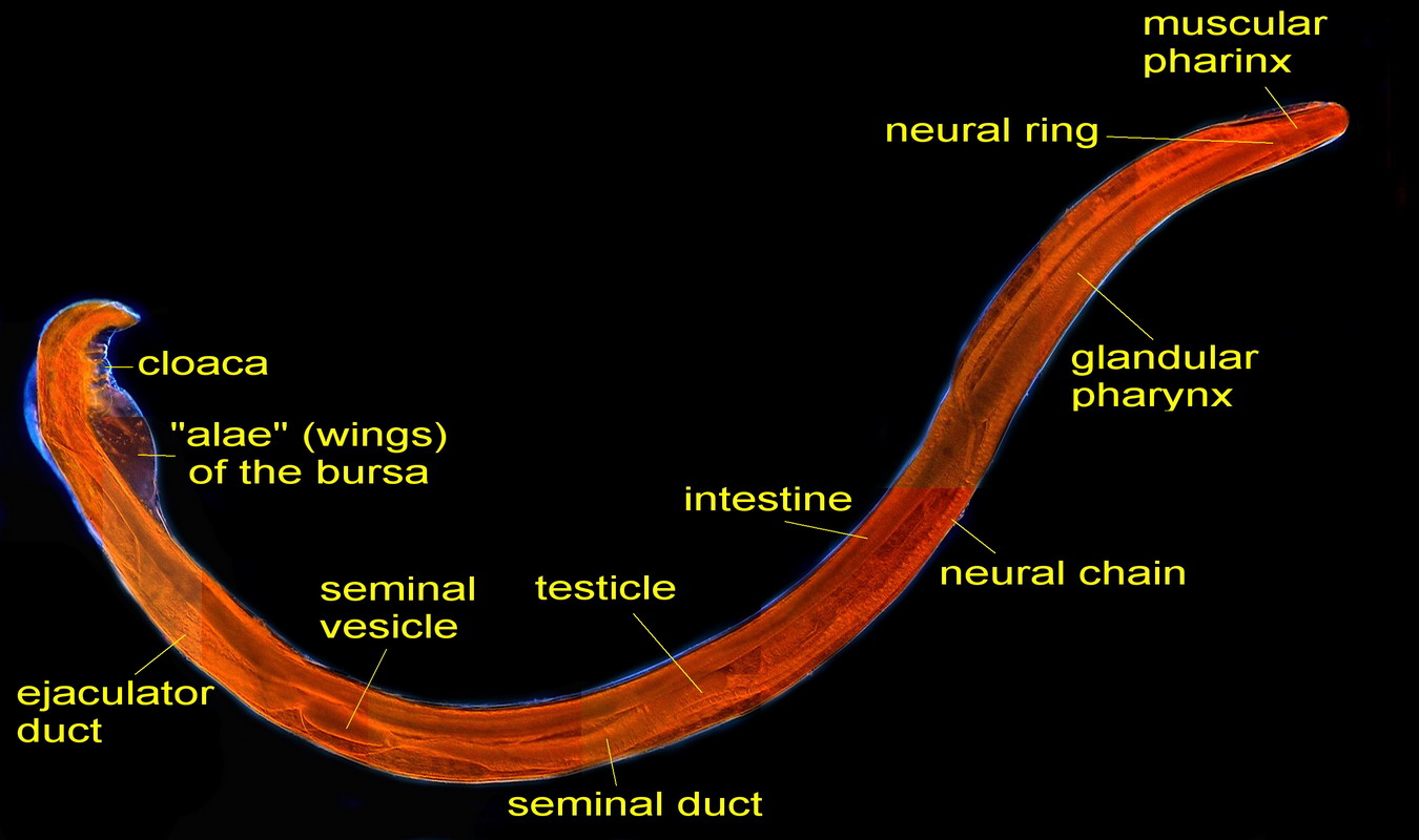 male, red.from 4Mpx