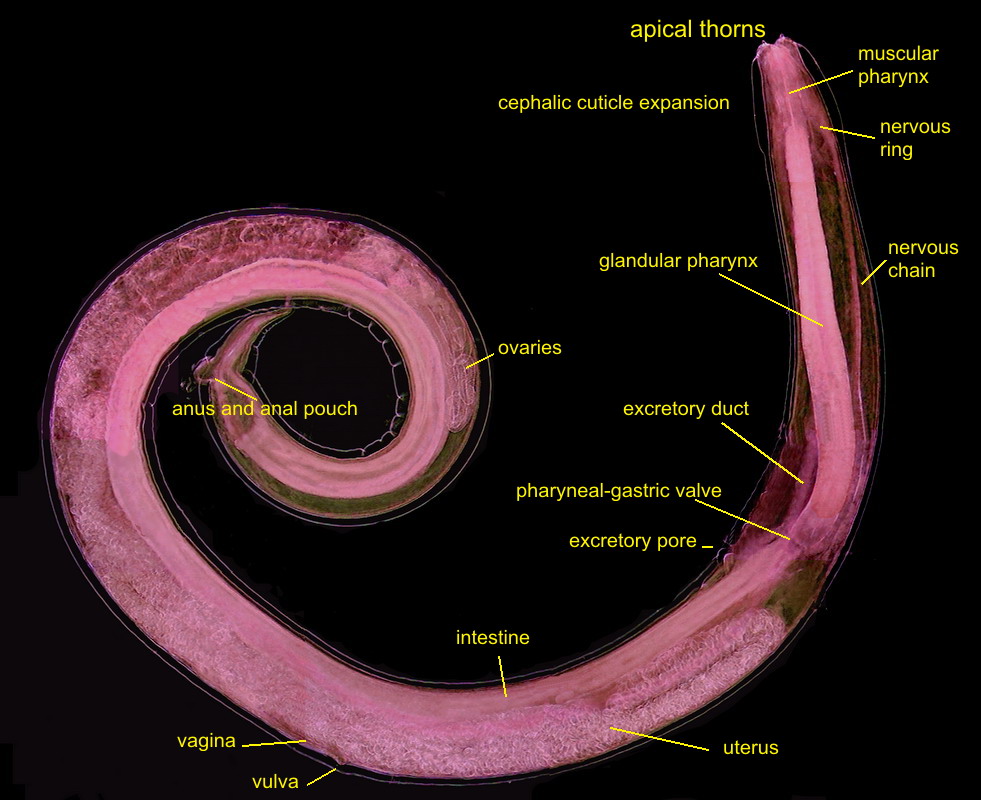 female, labels