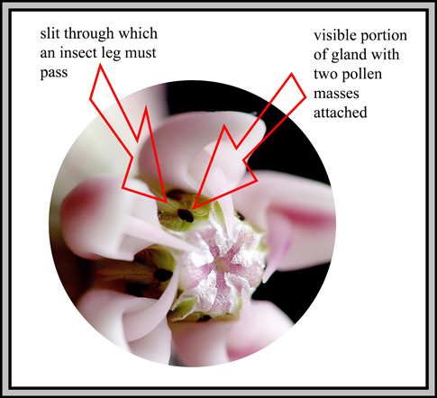 common wart diagram. (Use the image and diagram