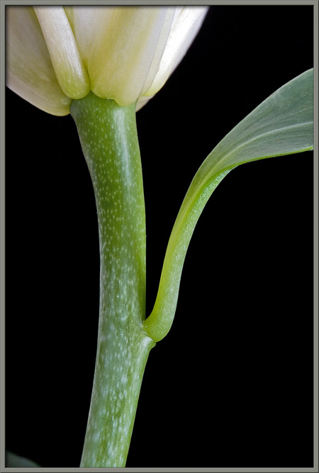 Mic-UK: A close-up view of two lilies, Lilium candidum and Lilium hybridum.