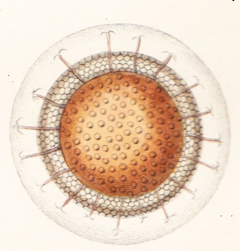 Cristatella mucedo statoblast Allman