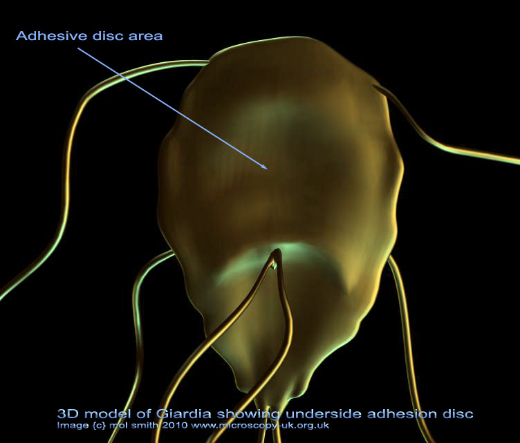 3d model of giardia protozoan