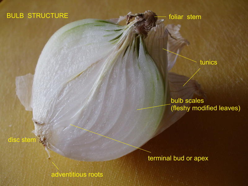 onion - labeled