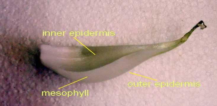 cataphyll, labels