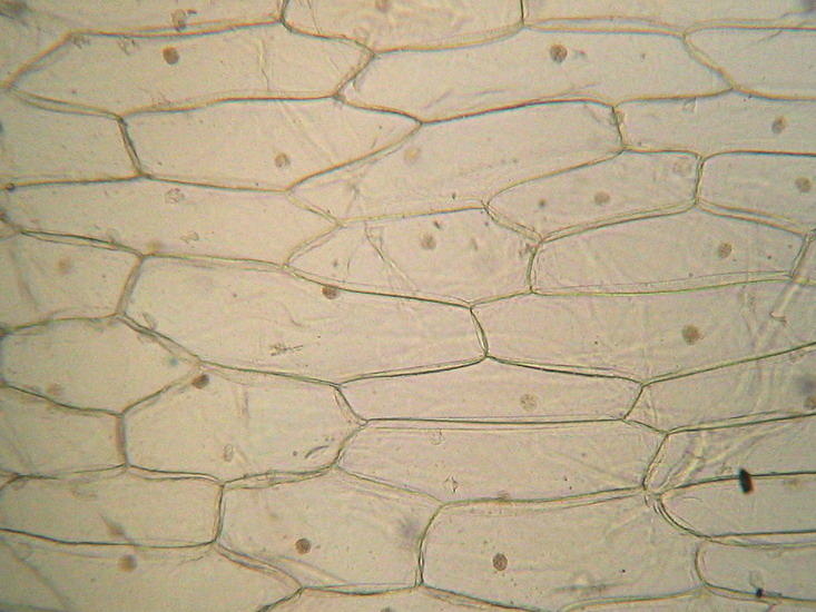 onion epidermal cells under microscope