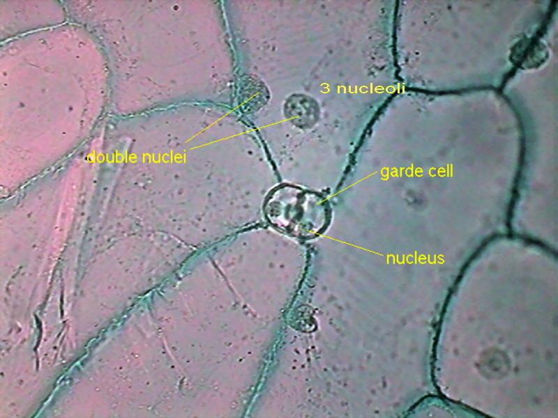 stomata