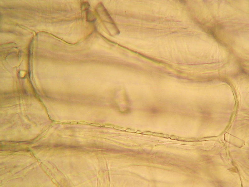 plasmodesmata 1