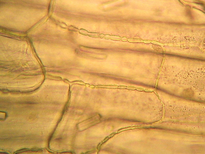 plasmodesmata 2