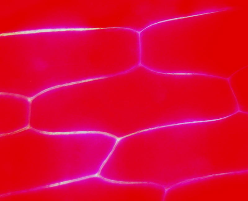 Surface, outer red epidermis