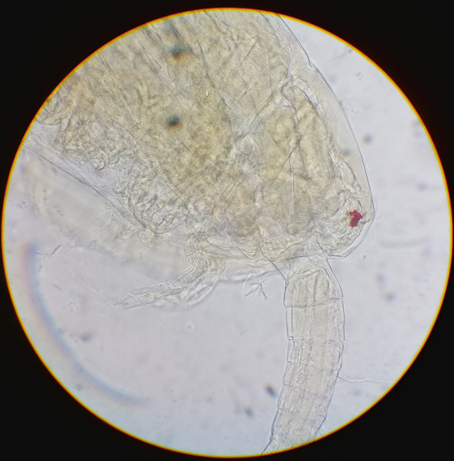 Copeopod