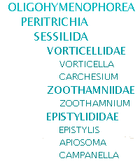 taxonomic list