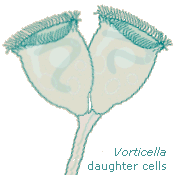 vorticella daughter cells