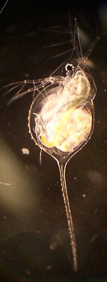 Daphnia lumholtzi 40x dark field