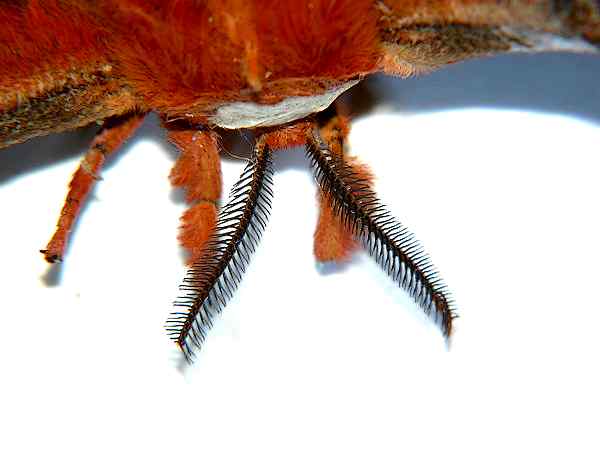 Mic-UK: 'Hairy' Insects and Spiders. Spurs, Spines, Setae, and Sensilla.