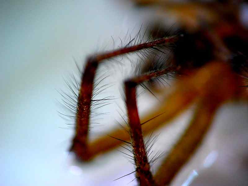 Mic-UK: 'Hairy' Insects and Spiders. Spurs, Spines, Setae, and Sensilla.
