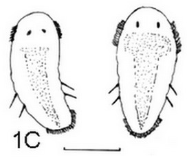 metatrocophore drawing