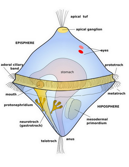 trochophore drawing